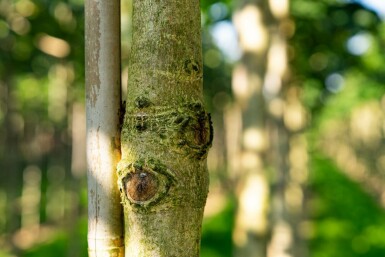 Aesculus hippocastanum 'Baumannii' hoogstam 10/12