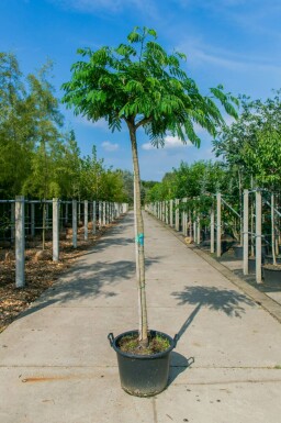 Perzische slaapboom Albizia julibrissin Hoogstam Albizia julibrissin hoogstam
