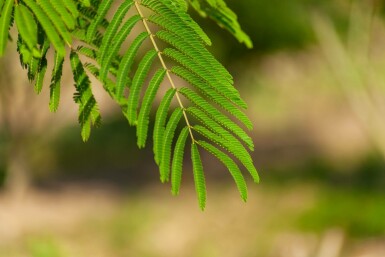 Albizia julibrissin hoogstam 4/6 (spil)