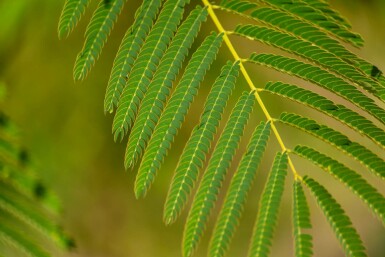 Albizia julibrissin hoogstam 4/6 (spil)