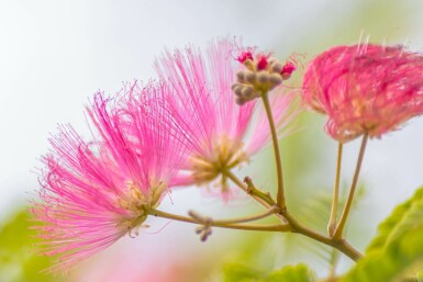 Albizia julibrissin hoogstam 4/6 (spil)