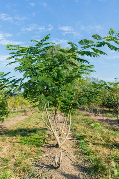 Albizia julibrissin meerstammig 200-250