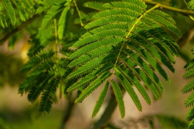 Albizia julibrissin meerstammig
