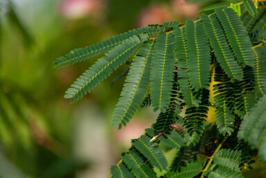 Albizia julibrissin 'Ombrella' hoogstam 10/12
