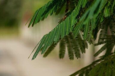Albizia julibrissin 'Ombrella' hoogstam 10/12