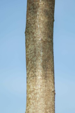 Albizia julibrissin 'Ombrella' hoogstam 10/12