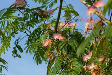 Albizia julibrissin 'Ombrella' meerstammig 200-250