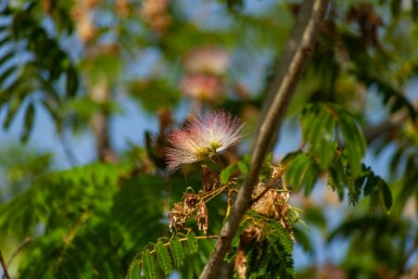 Albizia julibrissin 'Ombrella' meerstammig 200-250