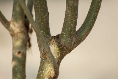 Albizia julibrissin 'Ombrella' meerstammig 200-250