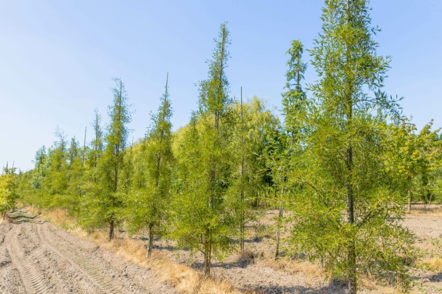 Zwarte els Alnus glutinosa 'Imperialis' Meerstammig 200-250 P Alnus glutinosa 'Imperialis' meerstammig 200-250