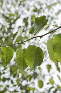 Alnus cordata hoogstam 10/12