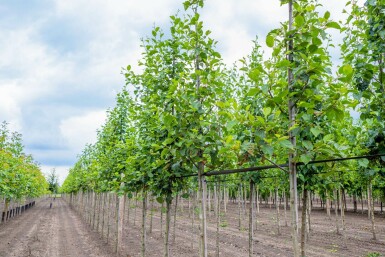 Alnus incana hoogstam