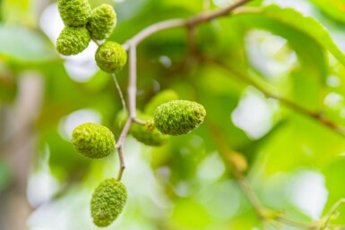 Witte els Alnus incana Hoogstam stamomtrek 10-12 P Alnus incana hoogstam 10/12