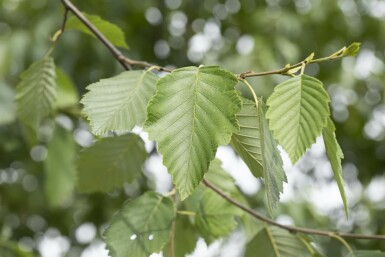Alnus incana hoogstam 10/12