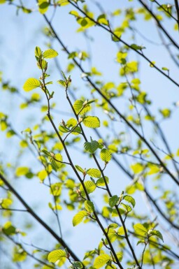 Witte els Alnus incana Hoogstam stamomtrek 10-12 P Alnus incana hoogstam 10/12