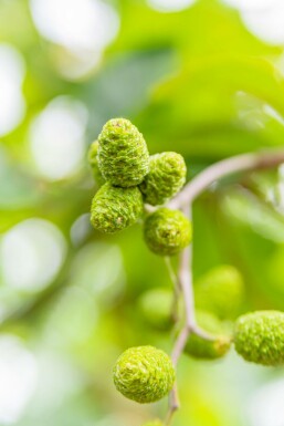 Alnus incana meerstammig 200-250