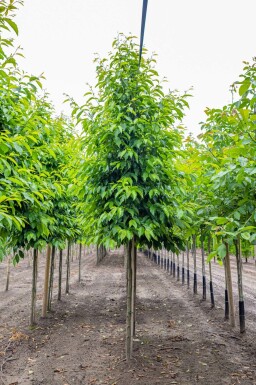 Els Alnus spaethii Alnus spaethii