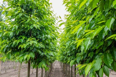 Alnus spaethii hoogstam