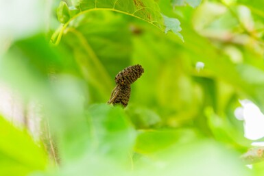 Alnus spaethii hoogstam 10/12
