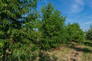 Alnus spaethii meerstammig 200-250