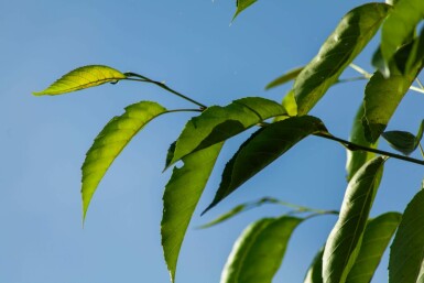 Alnus spaethii meerstammig 200-250