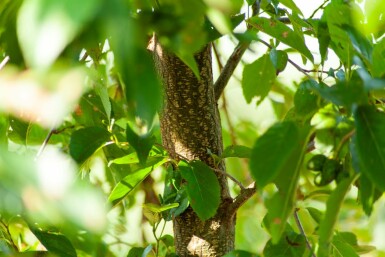 Alnus spaethii meerstammig 200-250