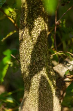 Alnus spaethii meerstammig 200-250