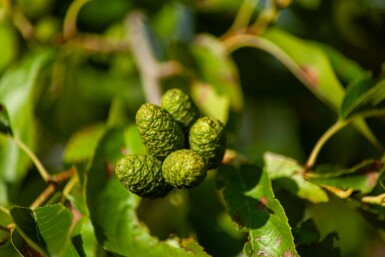 Alnus spaethii meerstammig 200-250