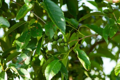 Alnus spaethii meerstammig 200-250