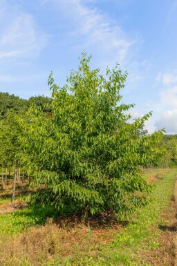 Alnus spaethii meerstammig 200-250