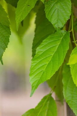 Alnus spaethii meerstammig 200-250