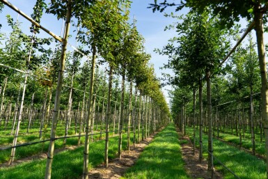 Krentenboompje Amelanchier arborea 'Robin Hill' Hoogstam stamomtrek 6-8 P Amelanchier arborea 'Robin Hill' hoogstam 6/8