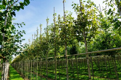 Amelanchier arborea 'Robin Hill' hoogstam 6/8