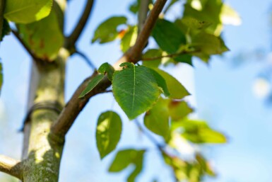 Amelanchier arborea 'Robin Hill' hoogstam 6/8