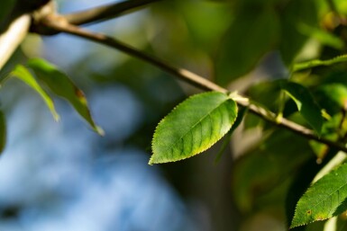 Amelanchier arborea 'Robin Hill' hoogstam 6/8