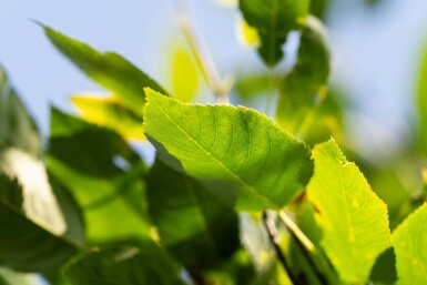 Amelanchier arborea 'Robin Hill' hoogstam 6/8