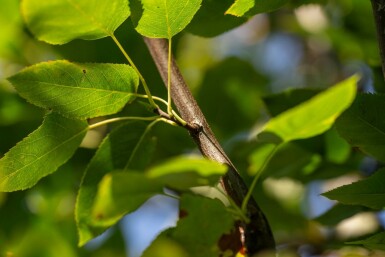Krentenboompje Amelanchier arborea 'Robin Hill' Hoogstam stamomtrek 6-8 P Amelanchier arborea 'Robin Hill' hoogstam 6/8