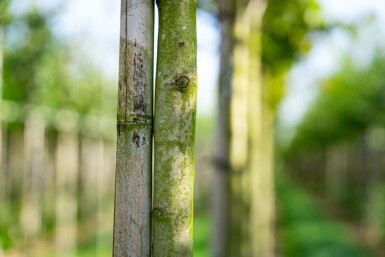 Krentenboompje Amelanchier arborea 'Robin Hill' Hoogstam stamomtrek 6-8 P Amelanchier arborea 'Robin Hill' hoogstam 6/8