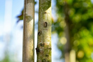Amelanchier arborea 'Robin Hill' hoogstam 6/8