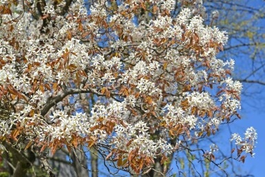 Amelanchier canadensis meerstammig 250-300