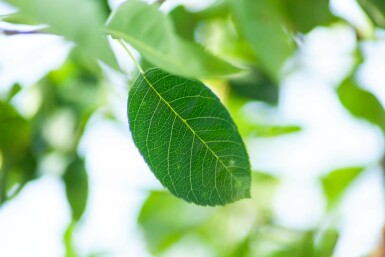 Krentenboompje Amelanchier laevis 'Ballerina' Hoogstam Amelanchier laevis 'Ballerina' hoogstam