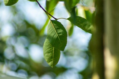Amelanchier laevis 'Ballerina' hoogstam 4/6 (spil)