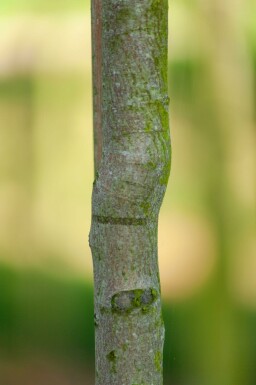 Amelanchier laevis 'Ballerina' hoogstam 4/6 (spil)