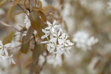 Amelanchier laevis 'Ballerina' hoogstam 4/6 (spil)