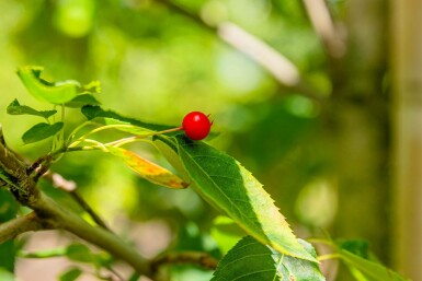 Amelanchier lamarckii hoogstam 4/6 (spil)