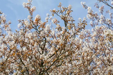 Amelanchier lamarckii hoogstam 4/6 (spil)