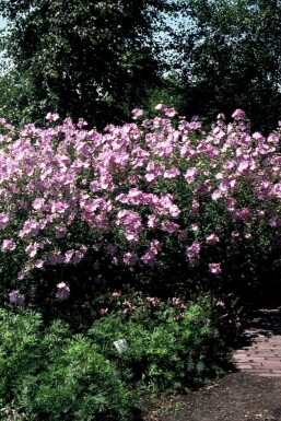 Kaasjeskruid Malva alcea 'Fastigiata' 5-10 Pot P9