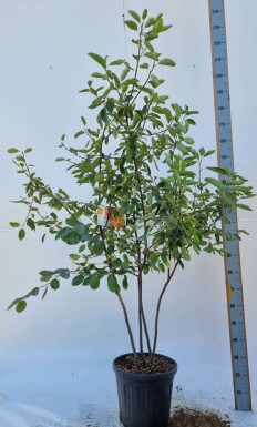 Krentenboompje Amelanchier lamarckii Meerstammig Amelanchier lamarckii meerstammig