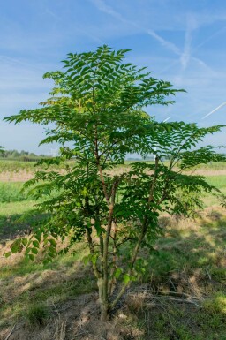 Aralia elata meerstammig