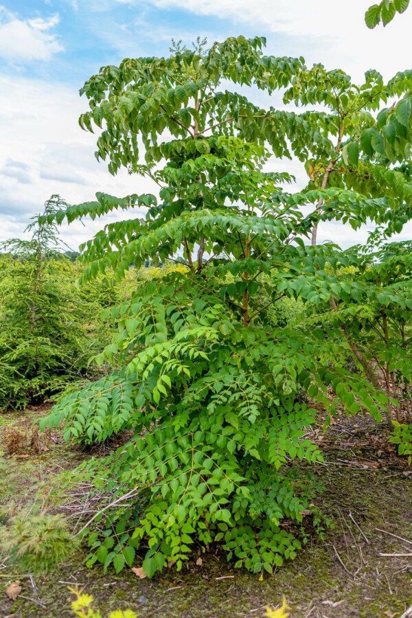 Duivelswandelstok Aralia elata Meerstammig 200-250 P Aralia elata meerstammig 200-250